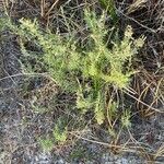 Artemisia californica Folha