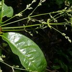 Pedersenia costaricensis Habitat