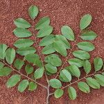 Pterocarpus angolensis Folha