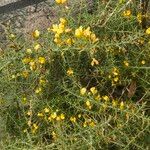 Ulex parviflorusFlower