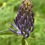 Phyteuma ovatum 花
