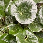 Farfugium japonicum Folha