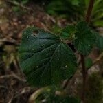 Begonia fischeri Кара