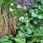 Cardamine asarifolia ফুল