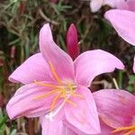 Zephyranthes carinata 其他