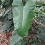 Spathiphyllum cannifolium Leaf