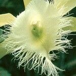 Rhyncholaelia digbyana Flower