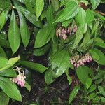 Ardisia solanacea অভ্যাস