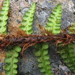 Athyrium wallichianum Habit