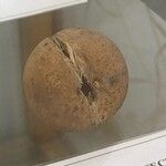 Areca catechu Fruit