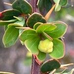 Berberis microphylla Ffrwyth