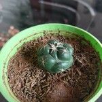 Coryphantha elephantidens Ліст