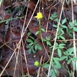 Ranunculus fascicularis Habitus