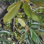 Magnolia grandiflora 果