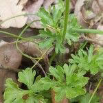 Ranunculus gracilis 葉