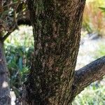 Podocarpus macrophyllus Kôra