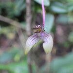 Bulbophyllum rivulare