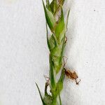 Carex strigosa Flower