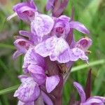 Dactylorhiza majalis Ekosanga