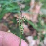 Carex pilulifera പുഷ്പം