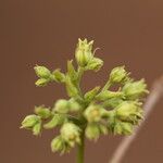 Strychnos spinosa Blüte