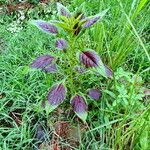 Celosia argentea Hoja