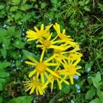 Jacobaea alpina Flower