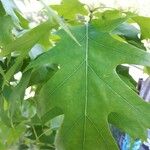 Quercus rubra Leht