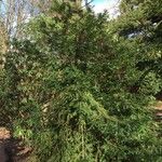 Torreya nucifera 形态