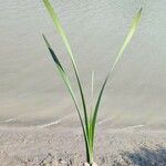 Typha latifolia Feuille