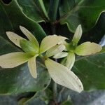 Cuviera longiflora Flor