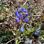 Echium thyrsiflorum Žiedas