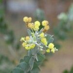 Acacia podalyriifolia Õis