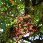 Adenanthera pavonina Fruit