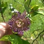 Passiflora laurifolia Virág