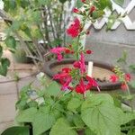 Salvia roemeriana Flor