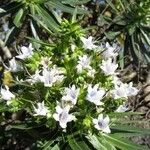 Echium decaisnei Flower