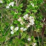 Lippia micromera Feuille