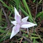 Colchicum longifolium 花