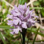 Neotinea tridentata Fleur