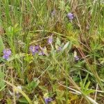 Viola pumila Habitus