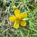 Ranunculus flammula 花