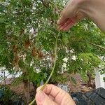 Moringa oleifera Fruto