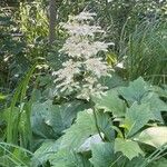 Rodgersia podophylla Характер