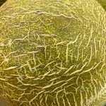 Cucumis melo Ekosanga