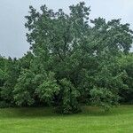 Populus deltoides Habit