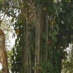 Philodendron lacerum Liść
