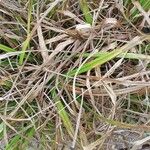 Carex pseudocyperus Leaf