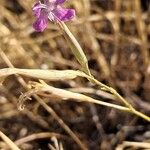 Dianthus lusitanus Flower