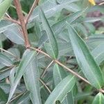 Heimia salicifolia 叶